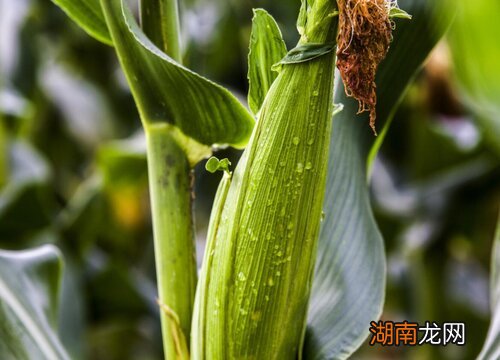 黄淮海最好的玉米品种推荐