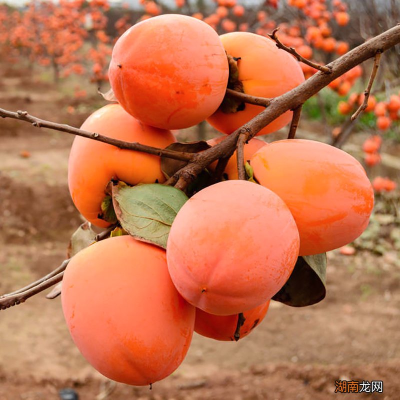 柿子和番茄有什么关系 柿子和番茄什么区别