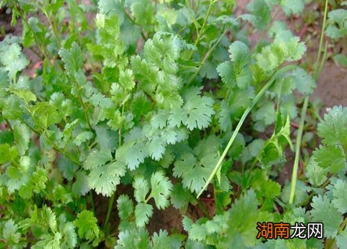 大芫荽和香菜的区别图片 味道一样吗