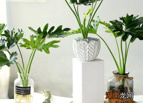 龟背竹开背和不开背什么区别图片