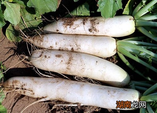一年四季萝卜种子播种的时机 萝卜几月种植最好