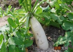 一年四季萝卜种子播种的时机 萝卜几月种植最好