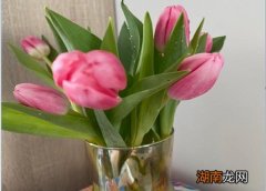 郁金香有毒为啥还要卖 摸了郁金香没洗手会中毒吗