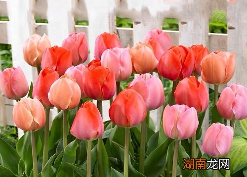 郁金香有毒为啥还要卖 摸了郁金香没洗手会中毒吗