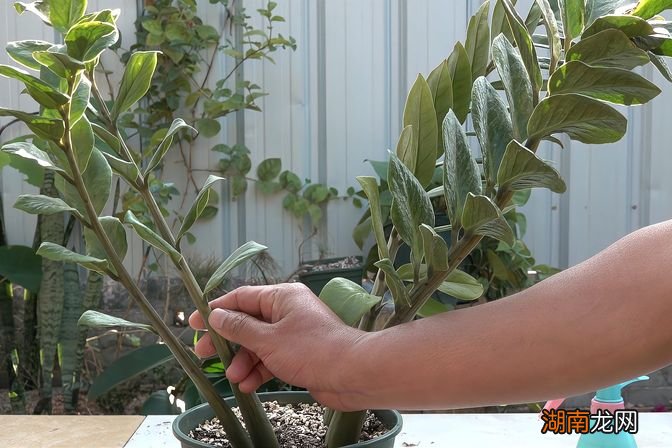 金钱树枝干变皱是怎么回事 金钱树枝条褶皱萎缩为什么