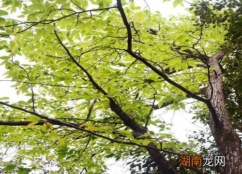 属于一种落叶乔木 朴树是落叶还是常绿树