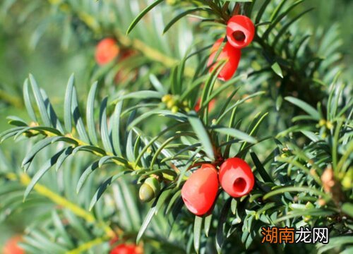 红豆杉的果实吃了有什么作用 红豆杉果实能吃吗