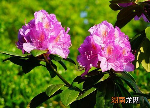 干枝杜鹃是禁止买卖的吗 干枝杜鹃为什么禁售