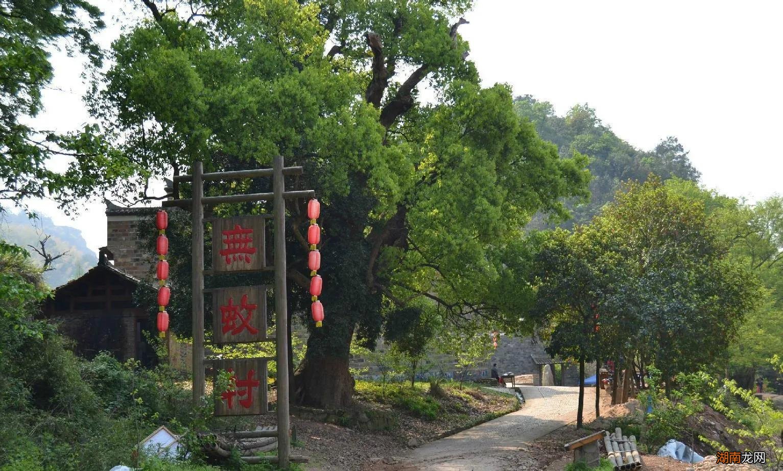 江西省龙虎山上的许家村简介 江西无蚊村真的没有蚊子吗