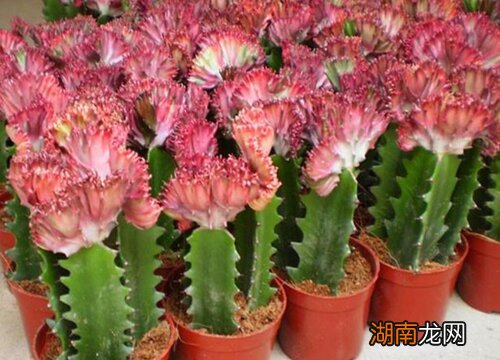 让龙骨发很多枝条的养护经验 怎样让龙骨发侧芽