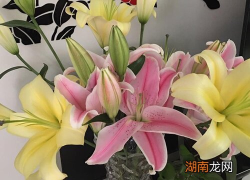 4大鲜花养护技巧分享 鲜花怎样保鲜时间更长一点