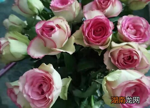 4大鲜花养护技巧分享 鲜花怎样保鲜时间更长一点