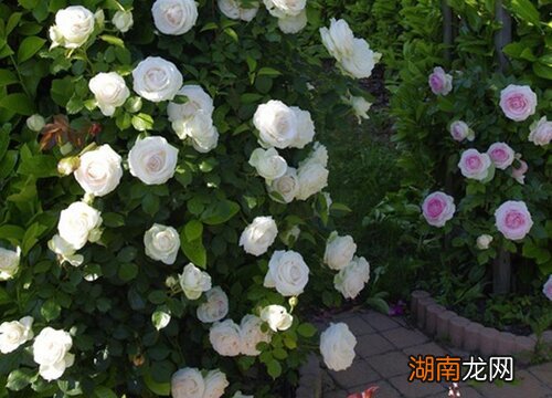 花语寓意是思念的花朵 代表思念的花是什么花