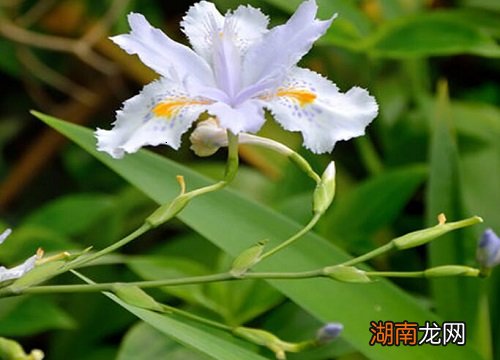 花语寓意是思念的花朵 代表思念的花是什么花