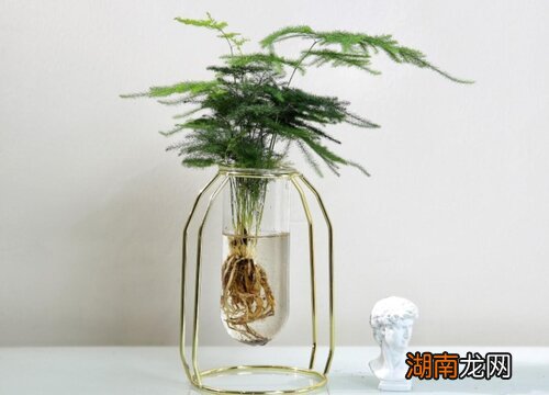 文竹用水培会不会容易死 文竹可以水培种植吗