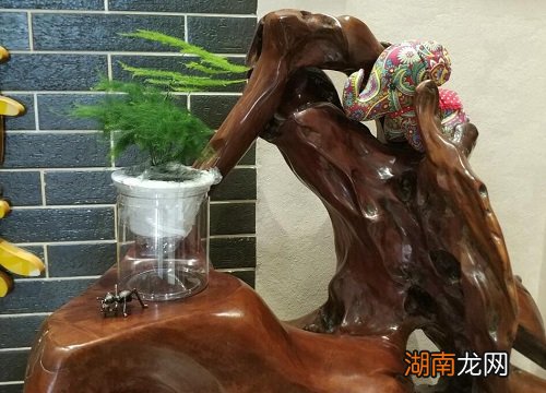 文竹用水培会不会容易死 文竹可以水培种植吗