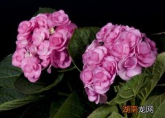 什么样的花盆栽种绣球花更合适 绣球花用高盆还是矮盆