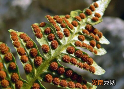 裸子植物&amp;被子植物 种子植物分为哪两类