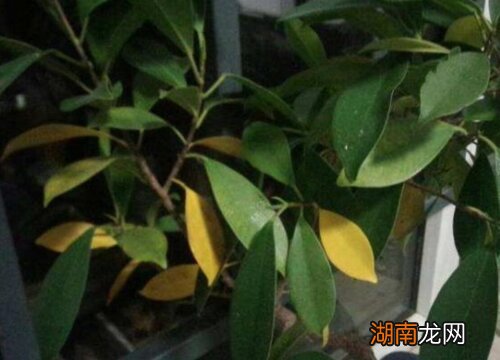 干枯掉叶子如何补救 榕树叶子发黄一碰就掉是什么原因