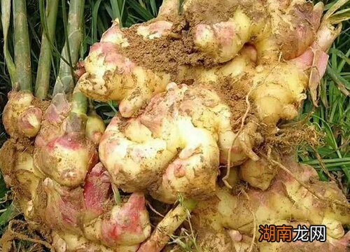 风水说法上有哪些禁忌 姜为什么不能种在家