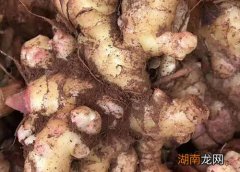 风水说法上有哪些禁忌 姜为什么不能种在家