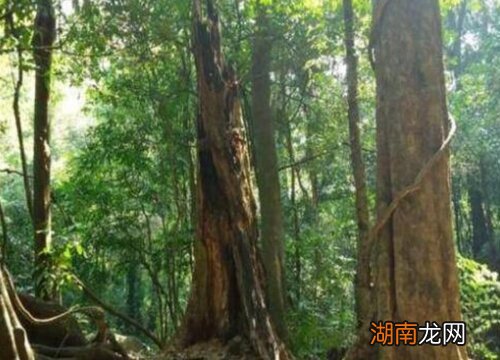 乌金木的种类及样子图片 乌金木是什么木