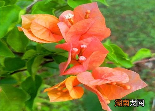 秋季长寿花的修剪方法图解