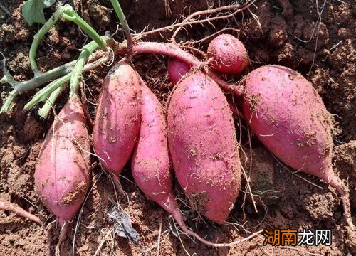 甘薯和红薯有什么区别 甘薯是地瓜吗