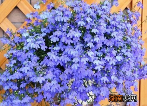 适合秋天播种的花种子有哪些种类