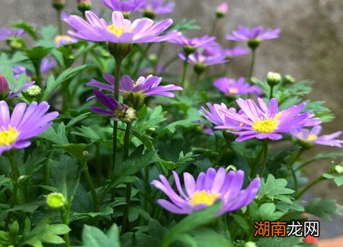 适合秋天播种的花种子有哪些种类