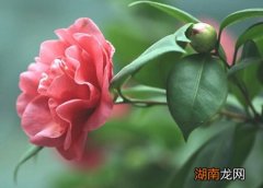 适合10月份播种的花有哪些品种