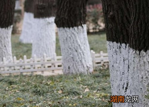 树涂白色的涂料有什么作用 树涂白的是什么东西图片