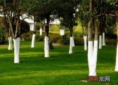 树涂白色的涂料有什么作用 树涂白的是什么东西图片