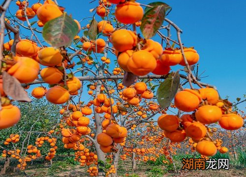 象征着什么寓意 家里种柿子树好吗