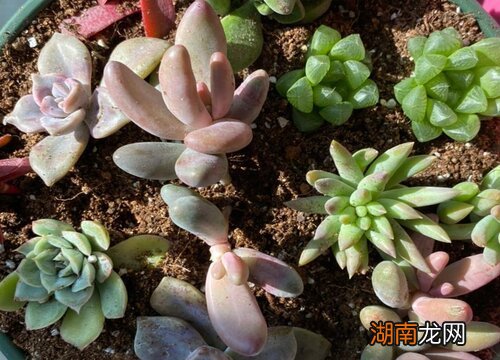 马库斯多肉的养殖方法介绍 马库斯多肉好养吗