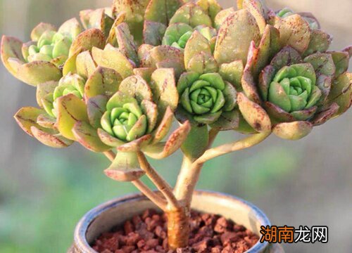 马库斯多肉的养殖方法介绍 马库斯多肉好养吗