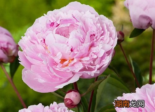 国色天香一般指的就是牡丹花 国色天香是什么花