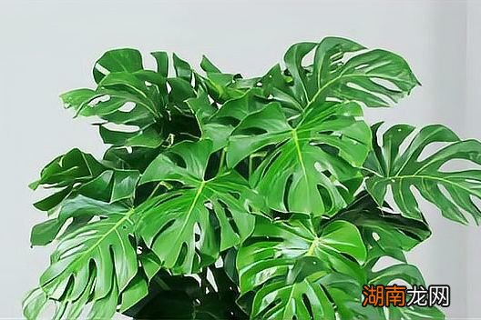 什么绿植可以吸烟味 净化空气的味道