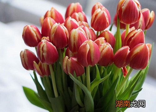 水培郁金香的养殖方法 水培郁金香多久发芽生根长叶