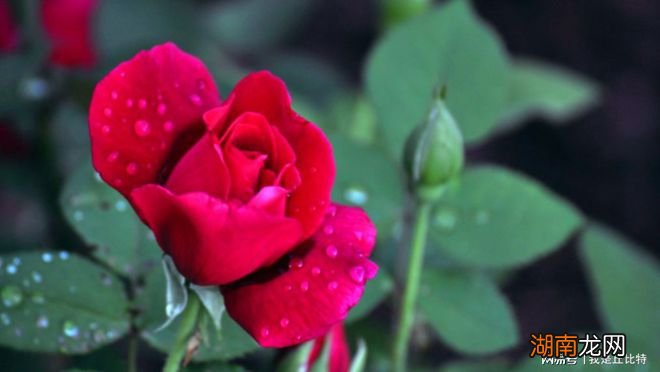 常见的情感体验有哪些夫妻情感故事文章素材