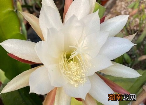 在家里养昙花的风水如何 家里千万不可养昙花