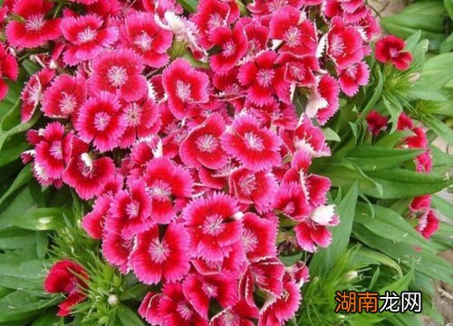 盘点春季开花的花卉品种 什么花在春天开