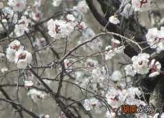 盘点春季开花的花卉品种 什么花在春天开