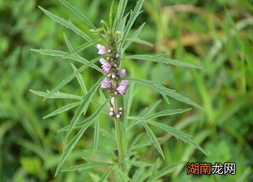 益母草被称为为女人而生的植物 益母草的正确使用方法