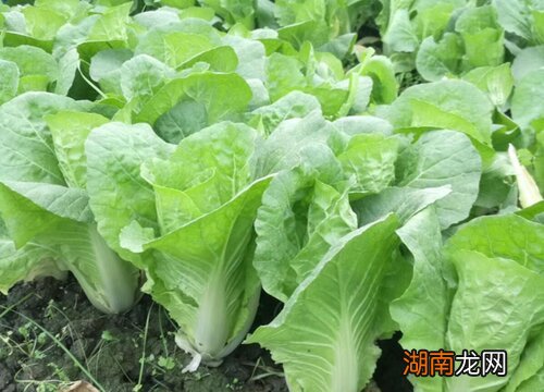 三月份种什么蔬菜最合适