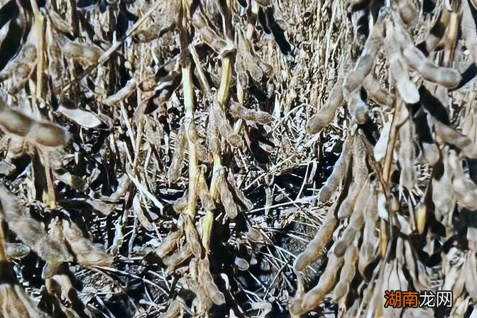 黑农84品种简介 黑农84大豆种子介绍