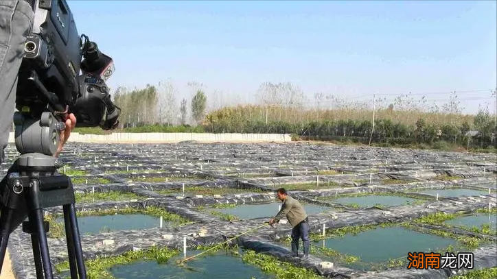 如何喂养泥鳅才靠谱 泥鳅吃什么东西家养的