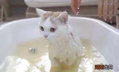 给猫咪选择沐浴露的注意事项 人用的沐浴露可以给猫用吗