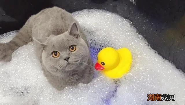 给猫咪选择沐浴露的注意事项 人用的沐浴露可以给猫用吗