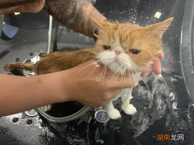 给猫咪选择沐浴露的注意事项 人用的沐浴露可以给猫用吗